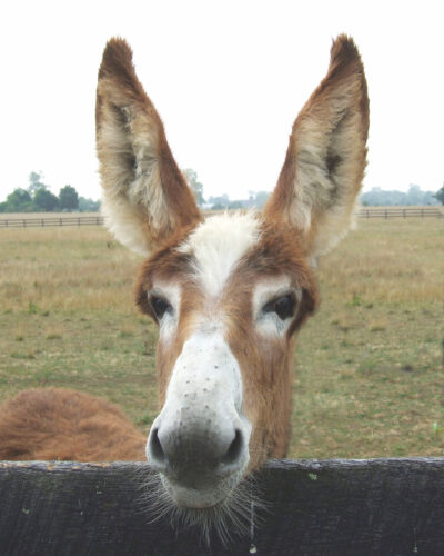 History of the American Mammoth Jackstock Donkey